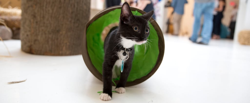 Purina ONE Cat Camp