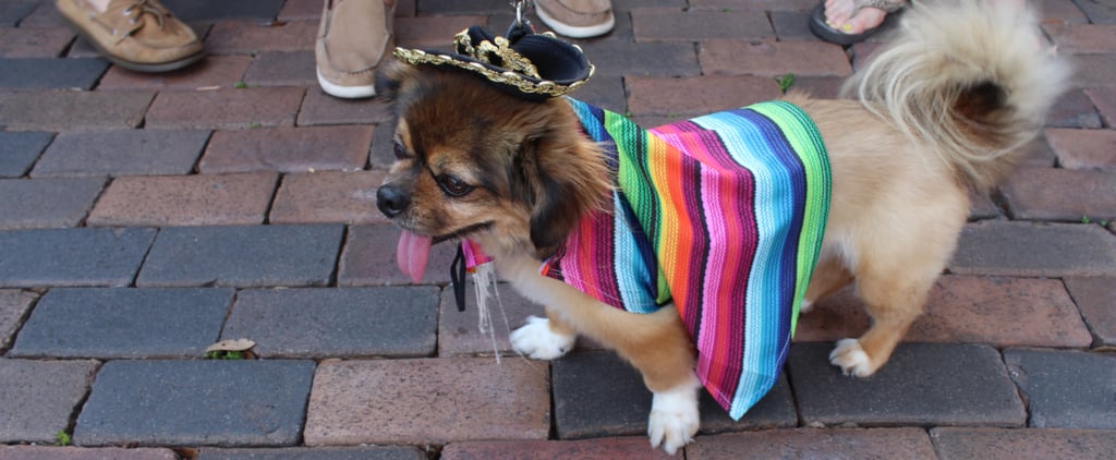 Running of the Chihuahuas in Winter Park, FL
