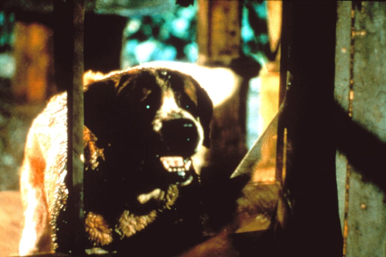 Cujo From Cujo