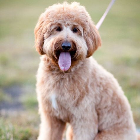 Facts About Goldendoodles