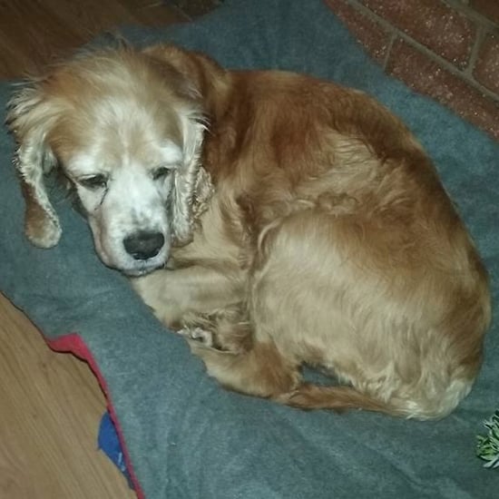 Senior Dog Left at California Animal Shelter to Die