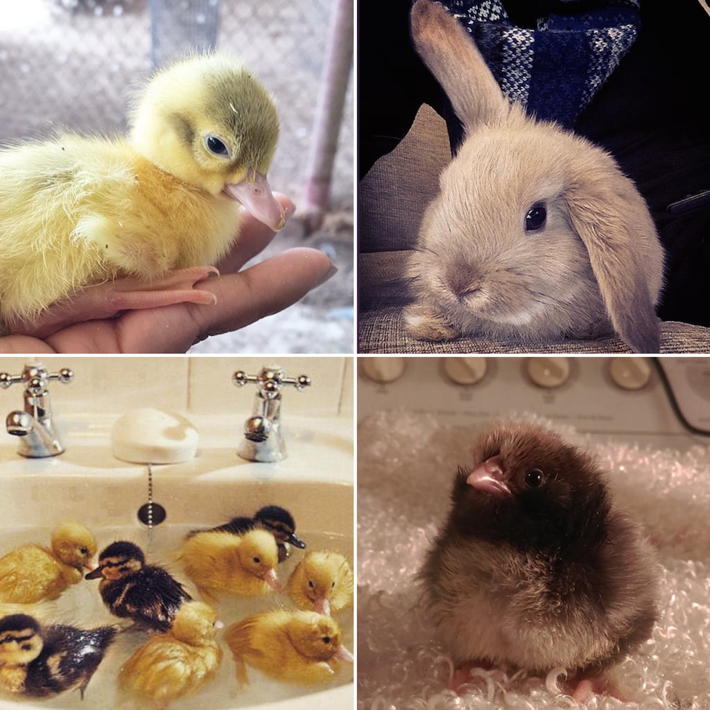 Baby Animal Pictures