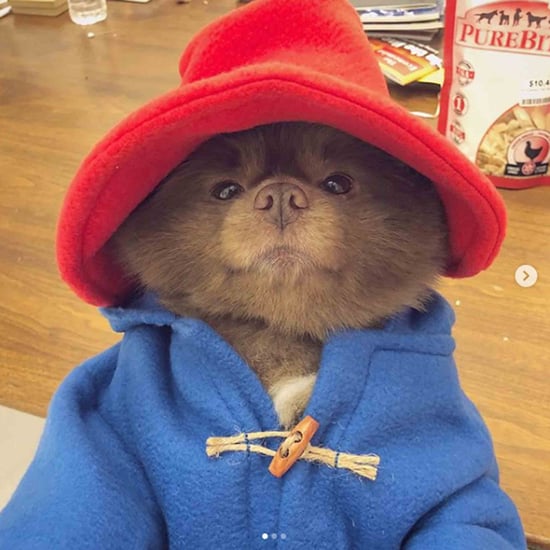 Pomeranian Dressed Up as Paddington Bear