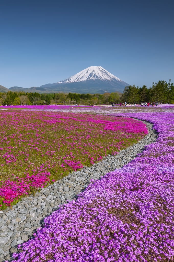 Best Places to See Spring Flowers