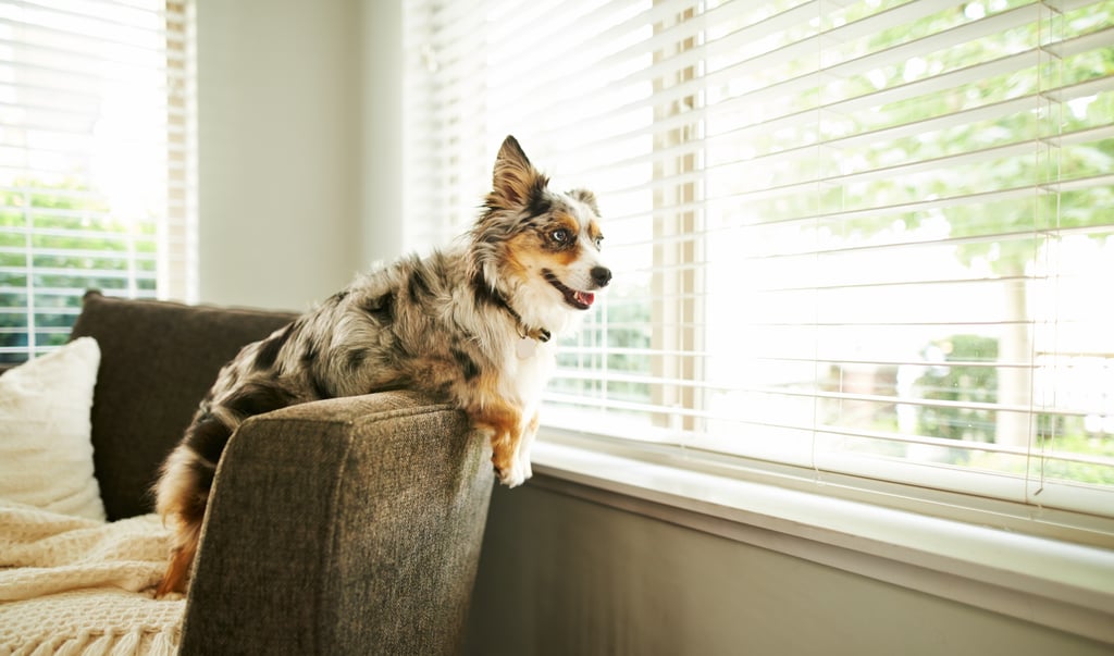 Cute Pictures of Australian Shepherds