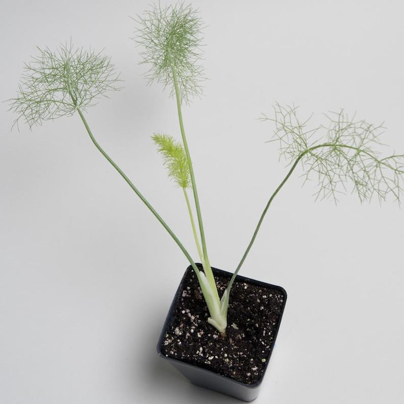 Fennel Plant