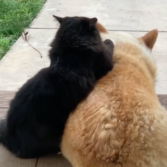 Funny TikTok Videos of a Cat Massaging a Dog