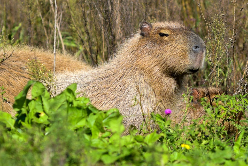 What's the Animal in Blackpink's "Ice Cream" Video? Capybara