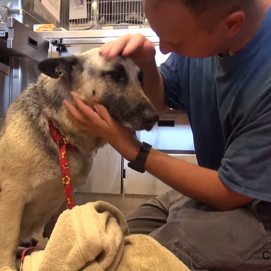 German Shepherd Rescued in Los Angeles