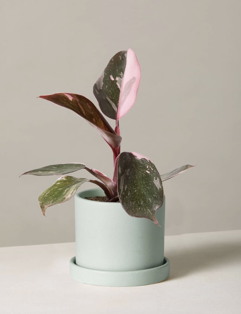 For New Life: The Sill  Philodendron Pink Princess