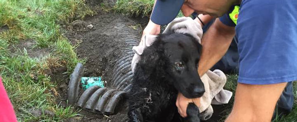 Dog Rescued From Storm Drain