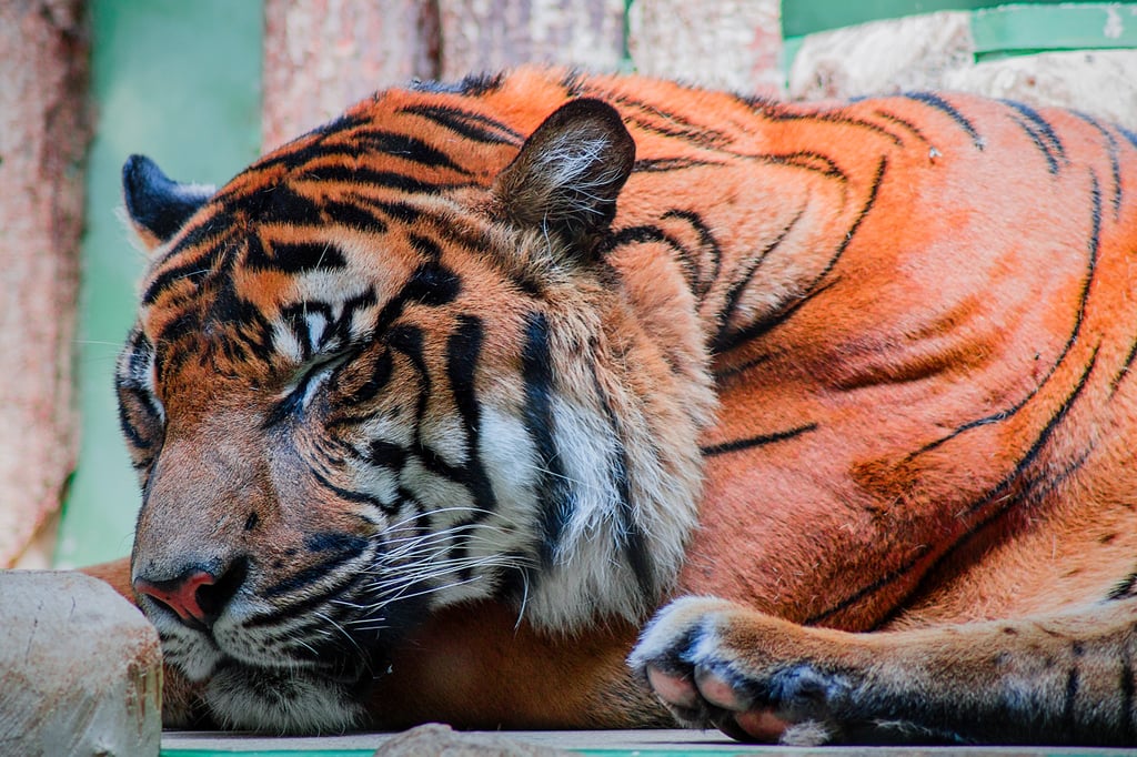 This tiger, who is still terrifying as he sleeps.