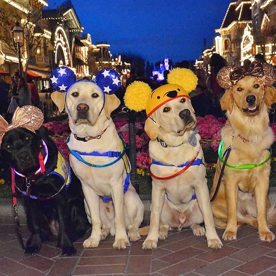 Photos of Service Dogs at Disneyland 2018