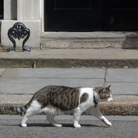 Larry the Cat at 10 Downing Street