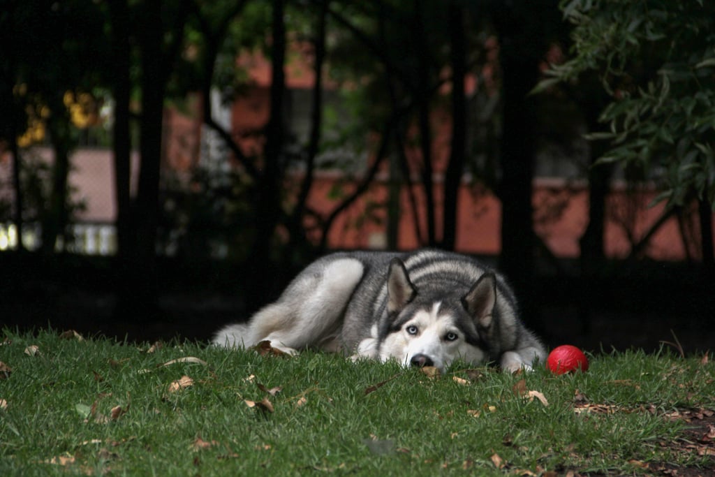 Cute Pictures of Huskies