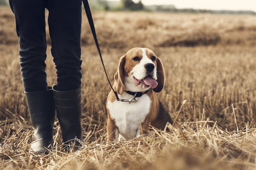 Cutest Pictures of Beagles