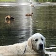 I'm Absolutely Cackling Over This Golden Retriever Who Refuses to Leave the Duck Pond