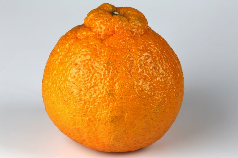 Or sometimes known as a Sumo Mandarin Orange