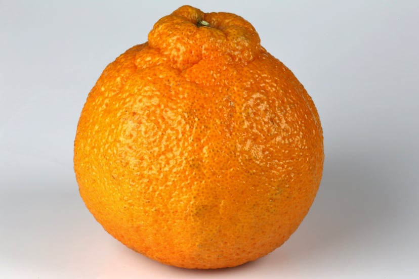 Sumo oranges for Valentine's Day — Steemit