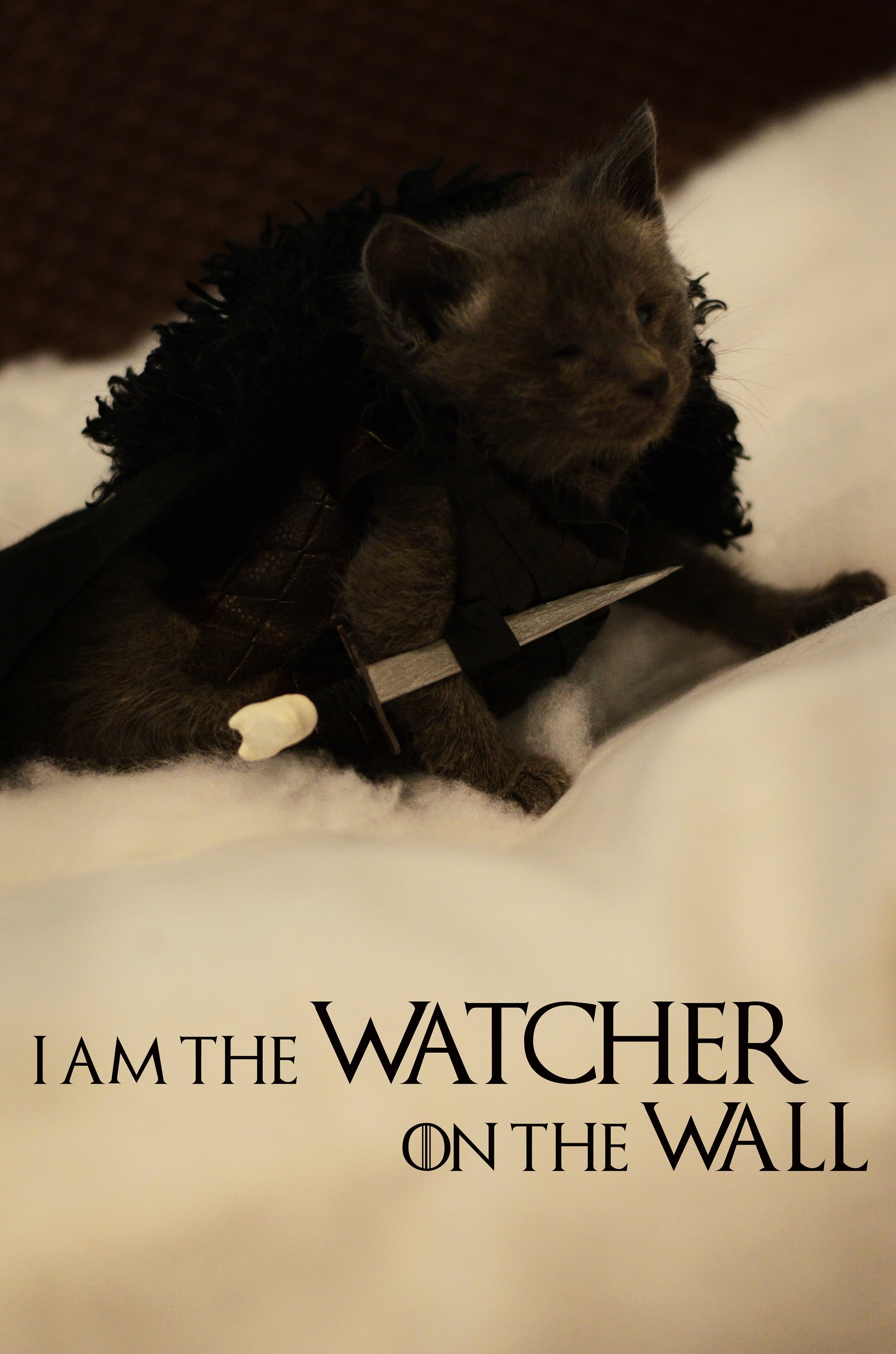 Jon Snow 19 Paws Itively Perfect Cat Costumes Popsugar Tech