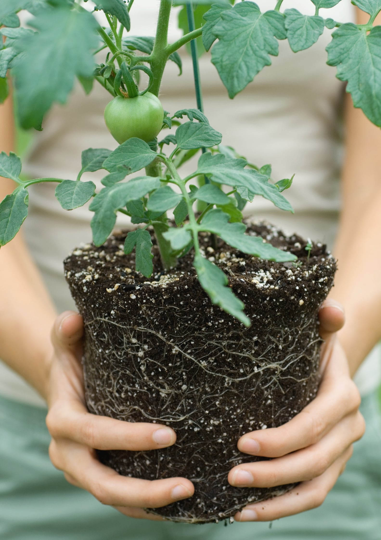 Where to Buy Tomato Plants Online POPSUGAR Home