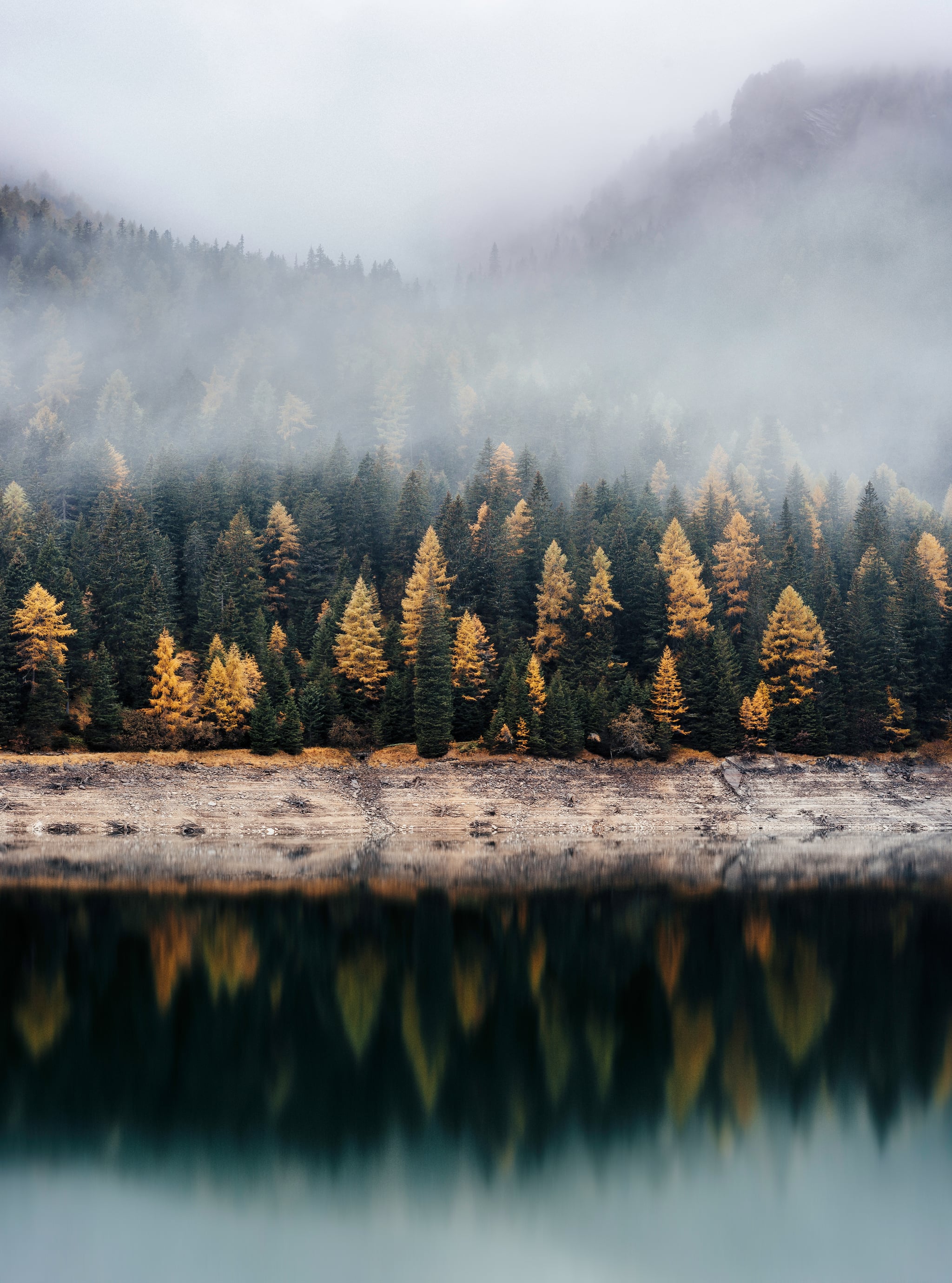 Foggy Forest A Resource For Free Art Exists And You Need To Know About It Popsugar Home Photo 3