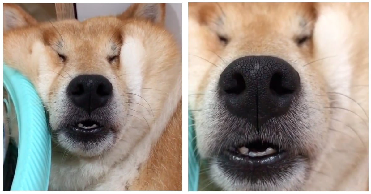 Cute Video of Dog Sleeping Against the Wall | POPSUGAR UK Pets