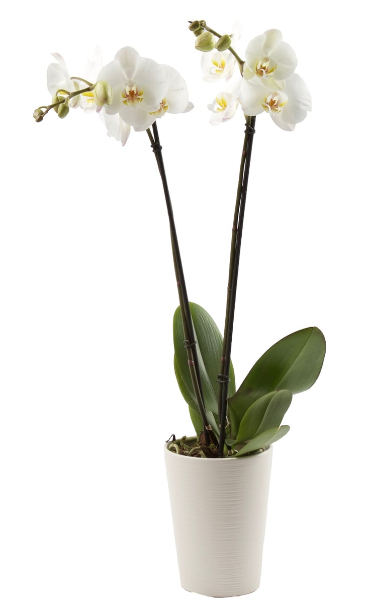 Orchid Plant Best CatFriendly Plants POPSUGAR Home Photo 8