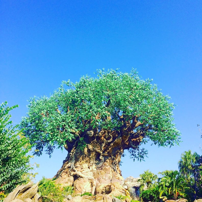 The Tree of Life Has Over 300 Carvings