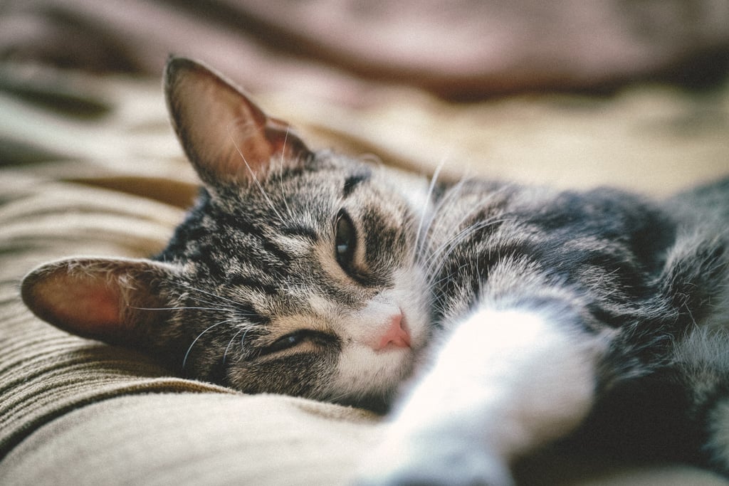 Awww About To Fall Asleep Cute Photos Of Cats And Kittens