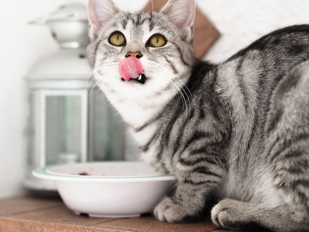 7 Human Food That Cats Can Safely Eat