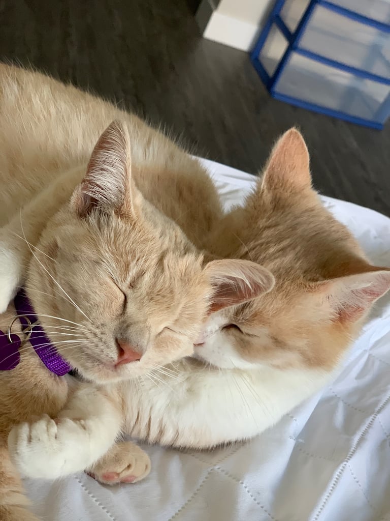 Kittens Are EXTRA Cuddly, and Yes, It Makes Them Even Cuter What Is It Like to Foster Kittens