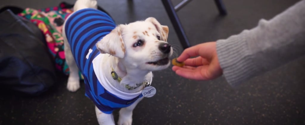 Deaf Rescue Puppy Learning Sign Language