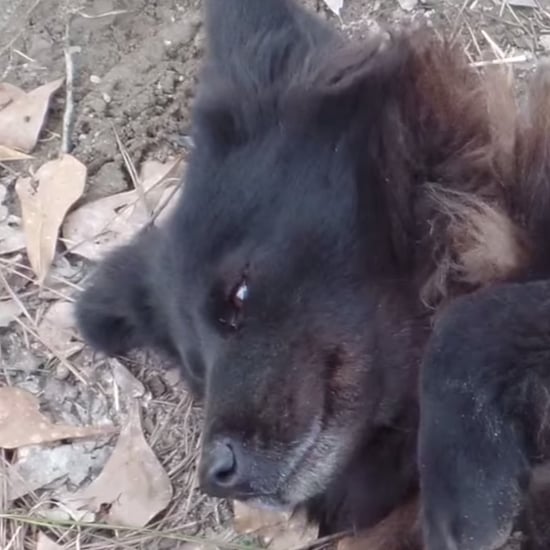 Dog Rescued by PETA in North Carolina
