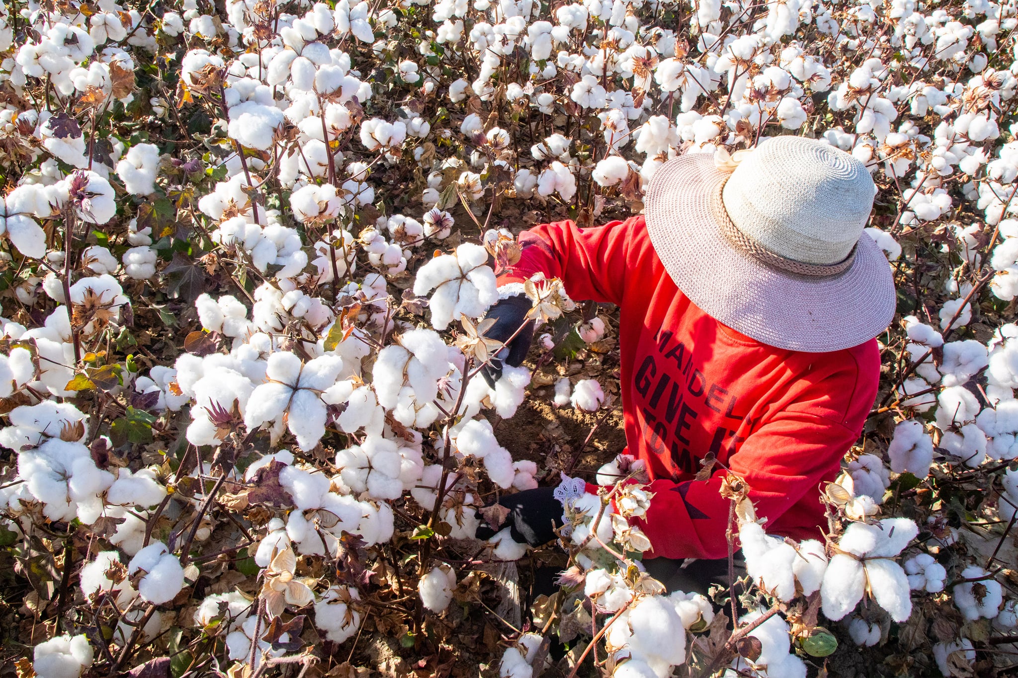 HAMI, CHINA - OCTOBER 09: A farmer harvests cotton in a field on October 10, 2020 in Hami, Xinjiang Uygur Autonomous Region of China. (Photo by Pulati Niyazi/VCG via Getty Images)