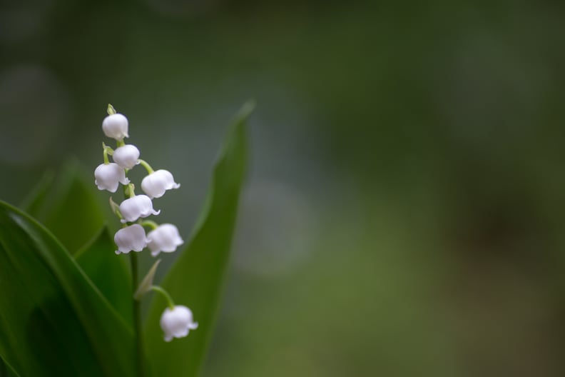 May: Lily of the Valley