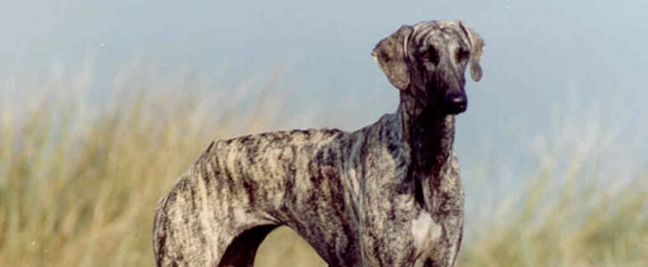 New AKC Breeds January 2016