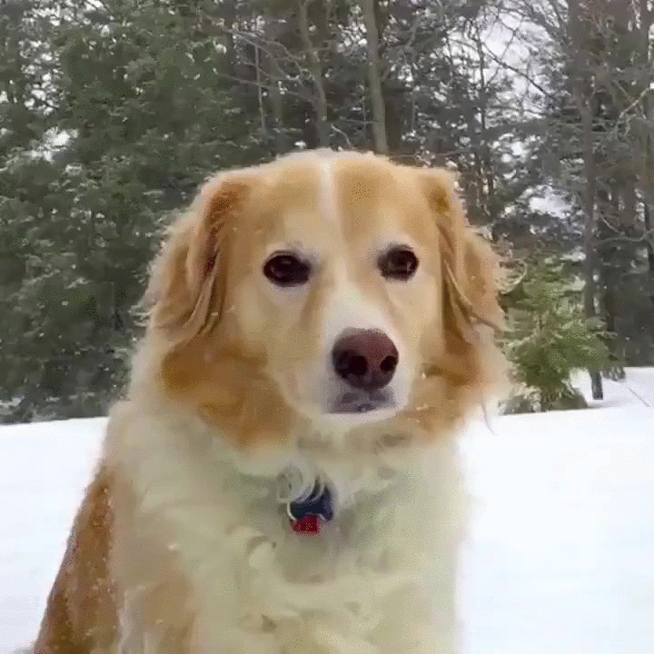 Cute Dog GIFs