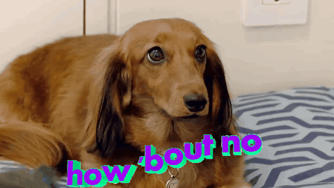 The Owner Who Can't Stop Shouting His Dog's Name