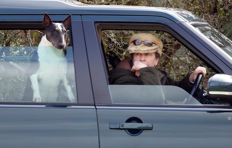 Princess Anne With Her English Bull Terrier