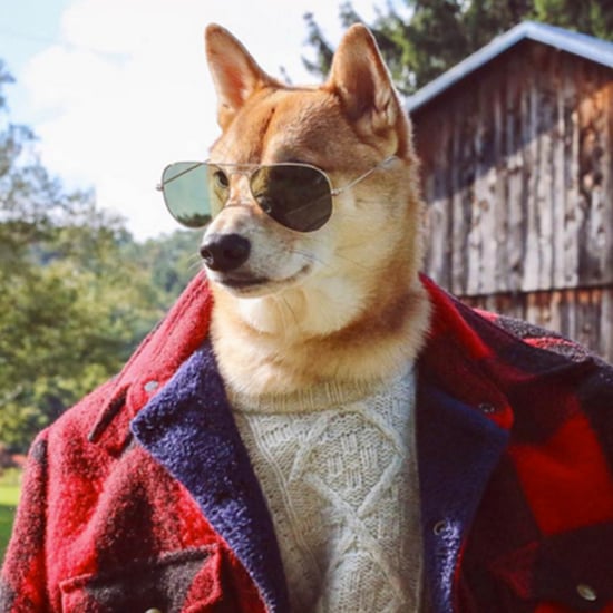 The Most Stylish Pets on Instagram