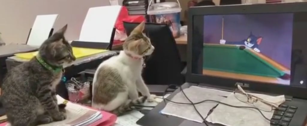 Kittens Watching Tom & Jerry | Video