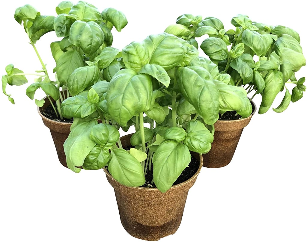 Basil Plants