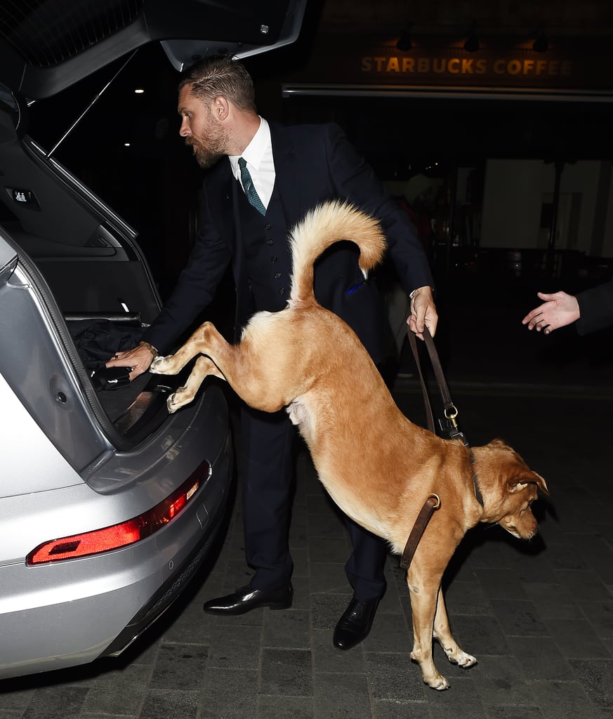 Tom Hardy's Dog at Legend Premiere