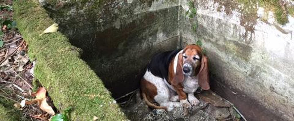 Dog Stands Guard Until Friend Is Rescued