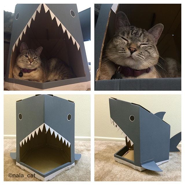 "Just let me enjoy my shark house in peace."
