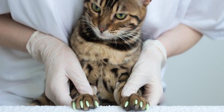 Are Claw Caps Safe for Cats? POPSUGAR Pets