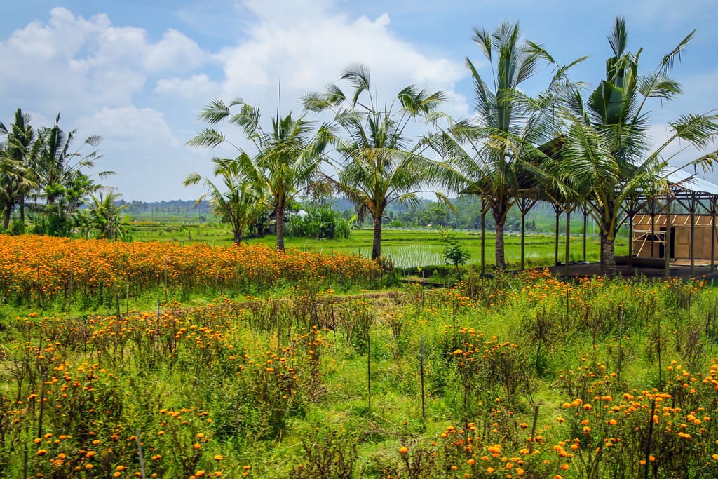 Best Places to See Spring Flowers