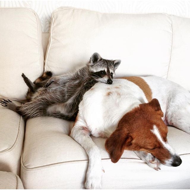 Raccoon That Lives With Dogs Instagram Popsugar Pets