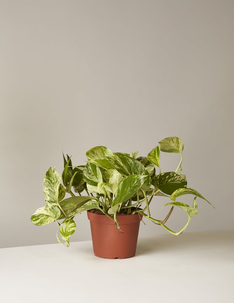 Pothos Marble